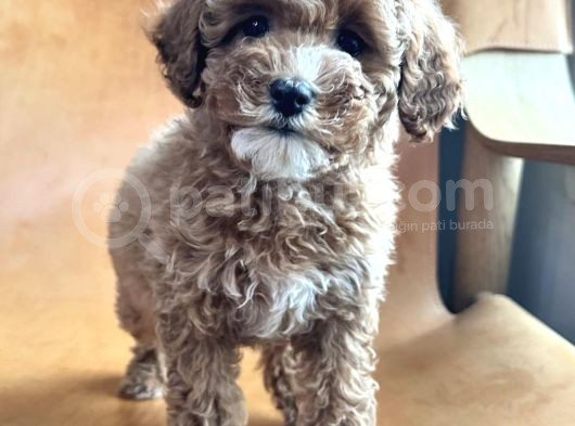 Gölgeli̇ Toy Poodle Yavrusu