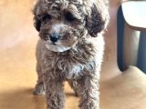 Gölgeli̇ Toy Poodle Yavrusu