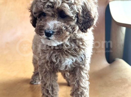 Gölgeli̇ Toy Poodle Yavrusu görsel