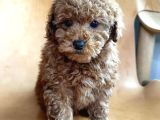 ORİGİNAL TOY POODLE YAVRULARI