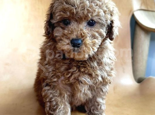 Ori̇gi̇nal Toy Poodle Yavrulari