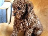 Ori̇gi̇nal Toy Poodle Yavrulari