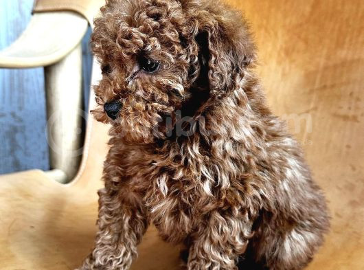 Ori̇gi̇nal Toy Poodle Yavrulari görsel