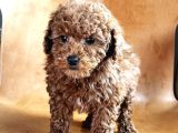 Ori̇gi̇nal Toy Poodle Yavrulari