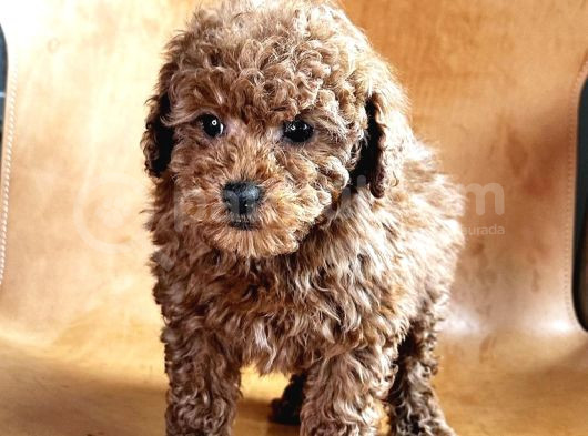Ori̇gi̇nal Toy Poodle Yavrulari görsel