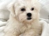Safkan Maltese Terri̇er Yavrulari