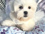 Safkan Maltese Terri̇er Yavrulari