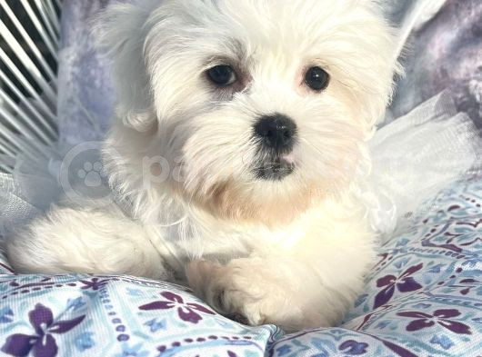 Safkan Maltese Terri̇er Yavrulari görsel