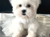 Safkan Maltese Terri̇er Yavrulari