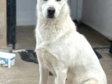 Sibirya Kurdu Husky Bebekler