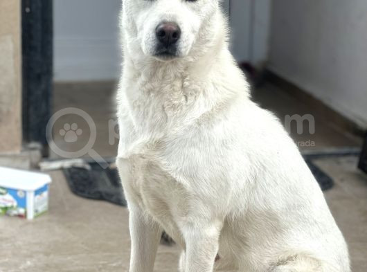 Sibirya Kurdu Husky Bebekler görsel