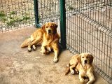 ÜCRETSİZ-GOLDEN  DİŞİ 2 YAŞINDA-HAMİLEDİR - BABA GOLDEN