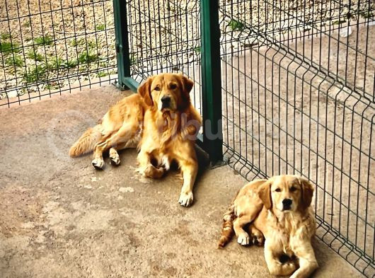 Ücretsi̇z-Golden  Di̇şi̇ 2 Yaşinda-Hami̇ledi̇r - Baba Golden