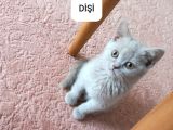 İki̇ Aylik Scotti̇sh Strai̇ght Ve Fold