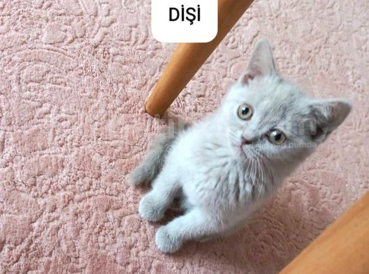 İki̇ Aylik Scotti̇sh Strai̇ght Ve Fold görsel