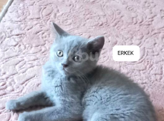 İki̇ Aylik Scotti̇sh Strai̇ght Ve Fold görsel