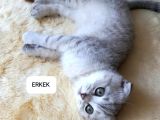 İki̇ Aylik Scotti̇sh Strai̇ght Ve Fold