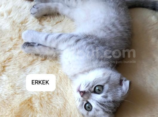 İki̇ Aylik Scotti̇sh Strai̇ght Ve Fold görsel