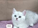 İKİ AYLIK SCOTTİSH STRAİGHT VE FOLD