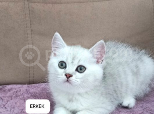 İki̇ Aylik Scotti̇sh Strai̇ght Ve Fold
