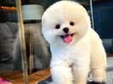 Çocuklarla Anlaşabilen Irk Pomeranian Boo Yavrumuz