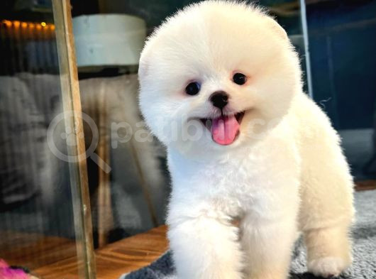 Çocuklarla Anlaşabilen Irk Pomeranian Boo Yavrumuz görsel