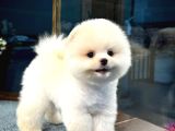 Çocuklarla Anlaşabilen Irk Pomeranian Boo Yavrumuz