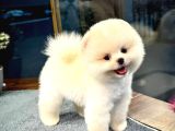 Çocuklarla Anlaşabilen ırk Pomeranian Boo yavrumuz