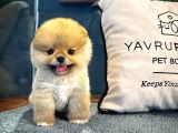 Muhteşem Tatlılıkta Pomeranian Boo Yavrularımız