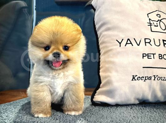 Muhteşem Tatlılıkta Pomeranian Boo Yavrularımız görsel