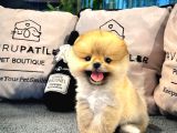 Muhteşem Tatlılıkta Pomeranian Boo Yavrularımız