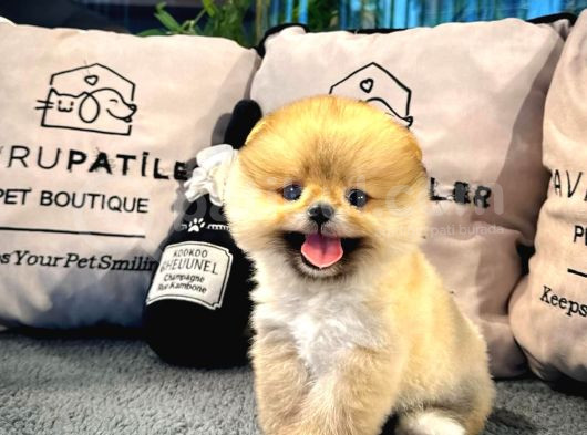 Muhteşem Tatlılıkta Pomeranian Boo Yavrularımız görsel
