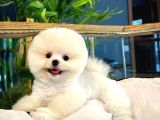 Çocuklarla Anlaşabilen Irk Pomeranian Boo Yavrumuz