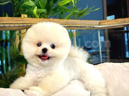 Çocuklarla Anlaşabilen Irk Pomeranian Boo Yavrumuz görsel