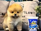 Muhteşem tatlılıkta pomeranian boo yavrularımız