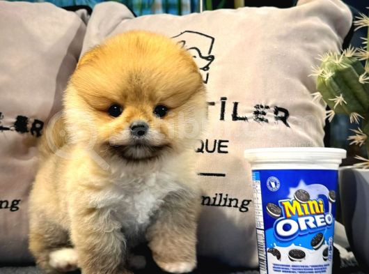 Muhteşem Tatlılıkta Pomeranian Boo Yavrularımız