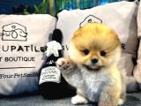 Muhteşem Tatlılıkta Pomeranian Boo Yavrularımız