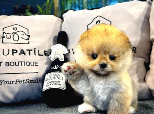 Muhteşem Tatlılıkta Pomeranian Boo Yavrularımız görsel