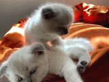 SCOTTISH FOLD KEDIMIZI SAHIPLENDIRIYORUZ
