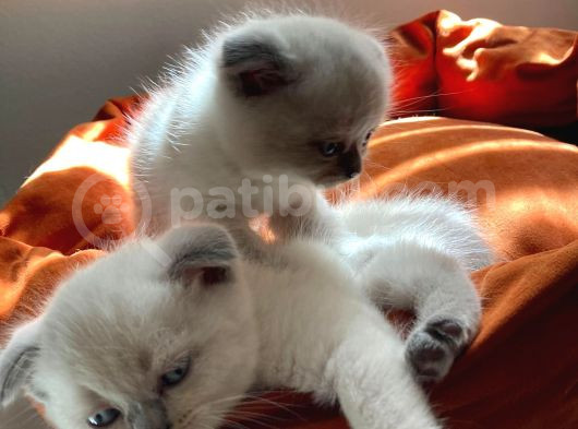 Scottish Fold Kedimizi Sahiplendiriyoruz