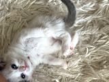 Çok Özel Sçr Belgeli Ragdoll  Yavrularımız 