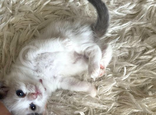 Çok Özel Sçr Belgeli Ragdoll  Yavrularımız  görsel
