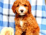 MİNİ PUPPY BOY KAHVE TONLU KIVIRCIK TÜYLÜ MALTİPO YAVRULAR 