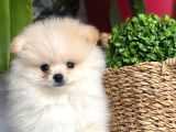 Tüy Yumaği Safkan Pomerian Boo