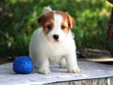 Safkan Fcı Secereli Jack Russel Terrier Yavruları