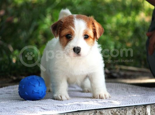 Safkan Fcı Secereli Jack Russel Terrier Yavruları görsel