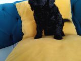 En Güzel Black Toy Poodle Yavrularımız Aşılı Karneli 
