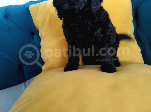 En Güzel Black Toy Poodle Yavrularımız Aşılı Karneli  görsel