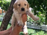 Baby face golden yavrular