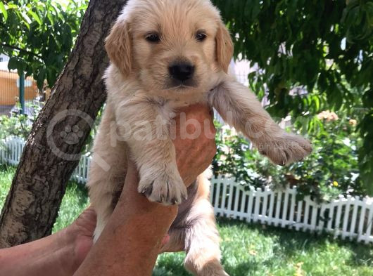 Baby Face Golden Yavrular
